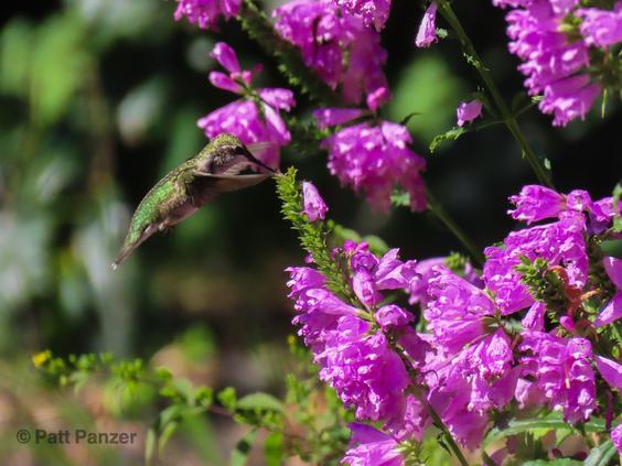 Ruby throated hummingbird visits Physostegia virginiana Obedient plant flowers.