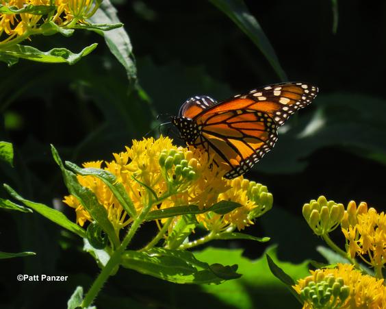 Monarch butterfly visits Asclepias tuberosa Butterfly weed 'Hello yellow' flowers.