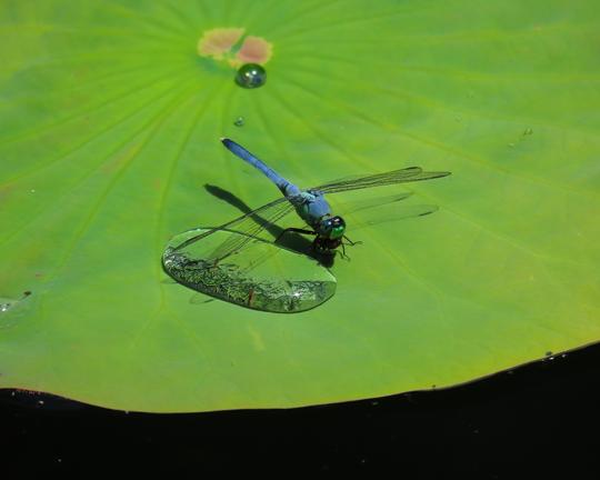 Male Eastern Pondhawk dragonfly, Mt Cuba Center pond