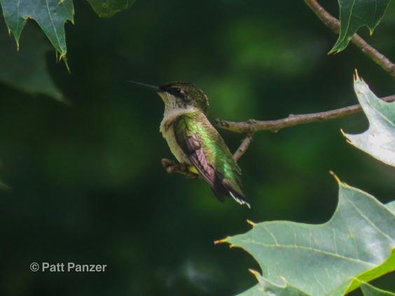 Female ruby throated hummingbird perched in Quercus rubra Northern red oak tree.