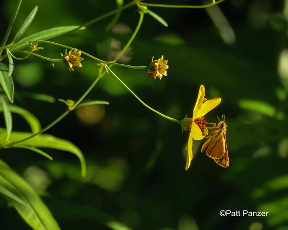 Skipper butterfly visits Tall coreopsis tripteris flower.