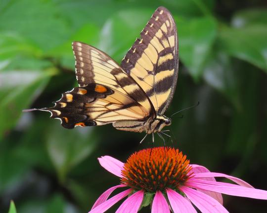 Female Eastern tiger swallowtail butterfly visits Echinacea purpurea purple cone flower