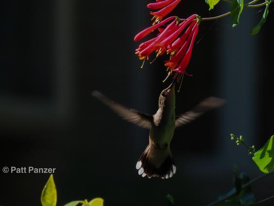 Ruby throated hummingbird visits Lonicera sempervirens 