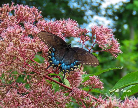 Female eastern tiger swallowtail butterfly, dark morph, visits Eupatorium dubium 'Little Joe' Joe Pye weed flowers.'