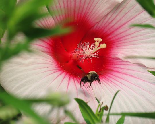 Bumble bee pollinator visits pink cultivar of native hibiscus moscheutos flower