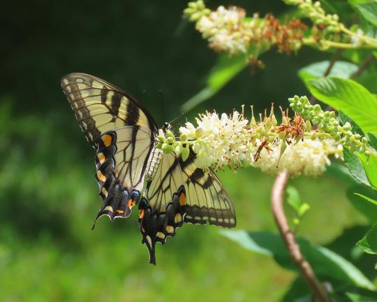 Female eastern tiger swallowtail butterfly visits Clethra alnifolia sweet pepperbush flower