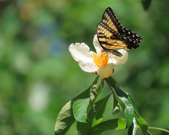 Female Eastern tiger swallowtail butterfly visits Franklinia alatamaha tree flower, Mt Cuba Center