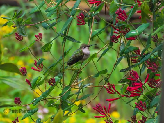 Ruby throated hummingbird perched in Lonicera sempervirens 
