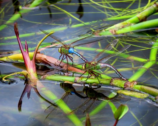 Tandem pair of Green Darner dragonflies, Mt Cuba Center pond