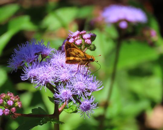 Skipper butterfly visits Conoelinium coelestinum blue mistflower blooms
