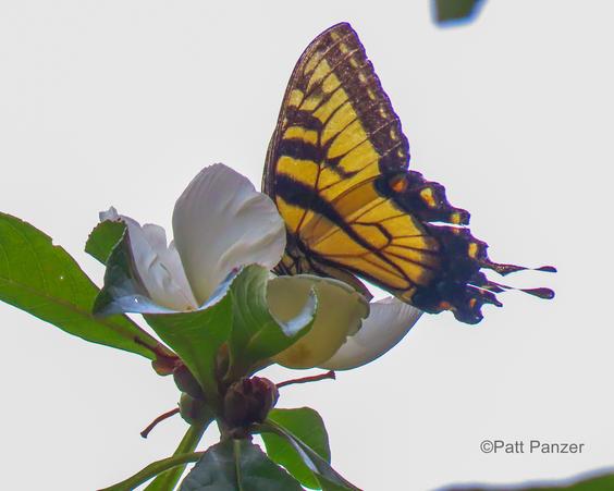 Eastern tiger swallowtail butterfly visits Franklinia tree flower.