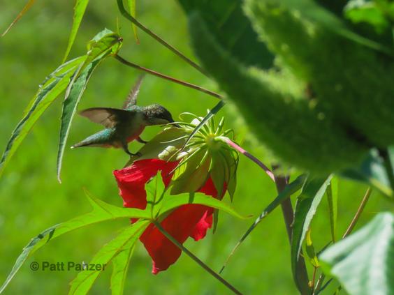 Female ruby throated hummingbird visits Hibiscus coccineus Scarlet rosemallow flower
