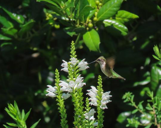 Ruby throated hummingbird visits ‘Miss Manners’ Physostegia virginiana obedient plant flower