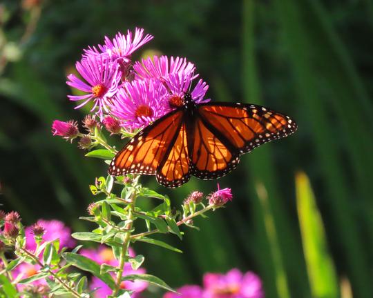 Monarch butterfly visits Symphyotrichum novae-angliae New England aster flowers