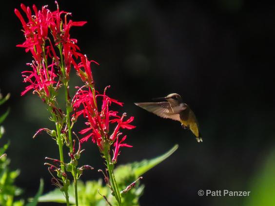 Ruby throated hummingbird visits Lobelia cardinalis Cardinal flowers..
