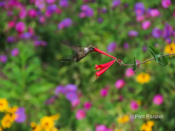 Ruby throated hummingbird visits Lonicera sempervirens 