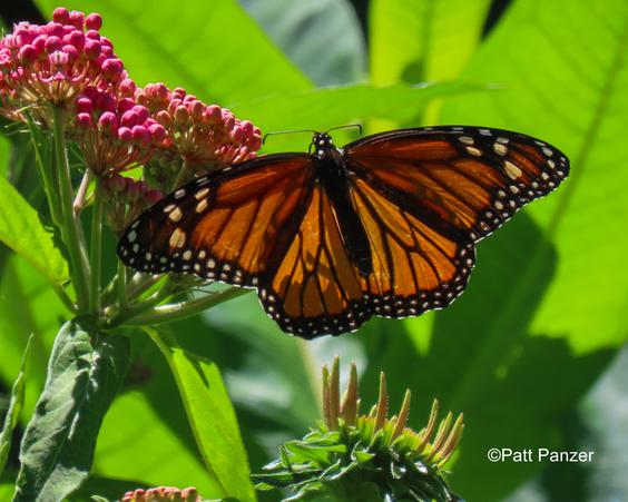 Monarch butterfly visits Asclepias incarnata Swamp milkweed flowers.