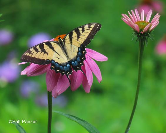 Female eastern tiger swallowtail butterfly visits Echinacea purpuria coneflower.