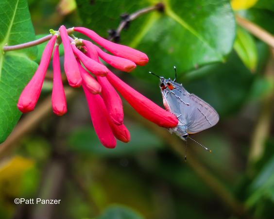 Grey hairstreak butterfly visits Lonicera sempervirens trumpet honeysuckle vine flower.