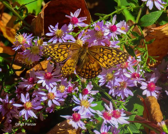 Variegated fritillary butterfly visits Symphiotrichum cordifolium Blue wood aster flowers.