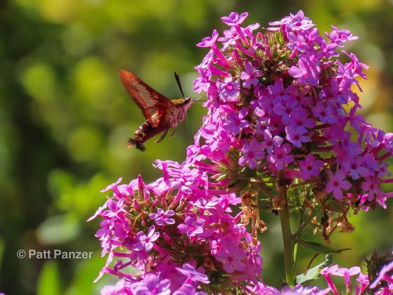 Hummingbird moth visits Phlox paniculata 