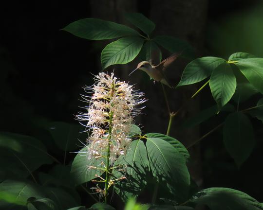 Female ruby throated hummingbird visits the first bloom of Aesculus parviflora Bottle Brush buckeye shrub