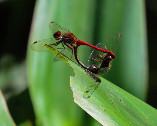 Tandem pair of Autumn meadowhawk dragonflies, Mt Cuba Center pondpond