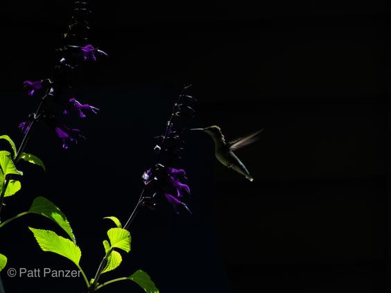 Ruby throated hummingbird visits Salvia 