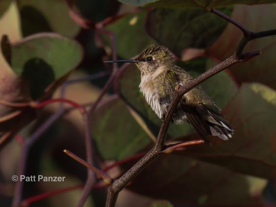 Female ruby throated hummingbird perched in Cercis canadensis Eastern redbud 